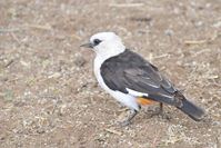 Dinemellia dinemelli